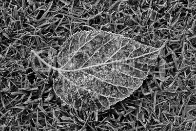 Freezing leaf