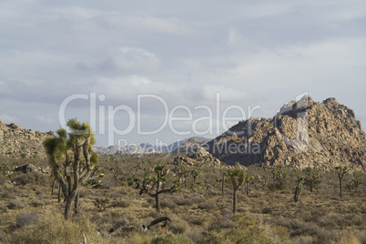 Joshua Tree National Park