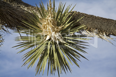 Joshua Tree in flower