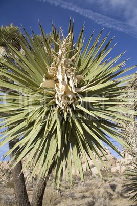 Joshua Tree in bloom