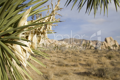 Joshua Tree