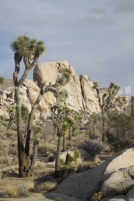 Joshua Tree National Park