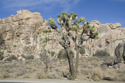 Joshua Tree National Park