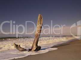 Driftwood anchor at Capistrano beac