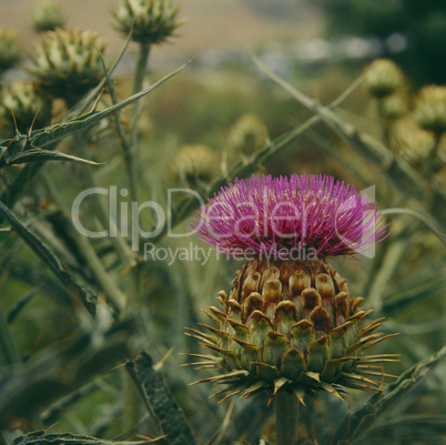 Russian Thistle