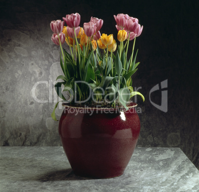 Pot of Tulips