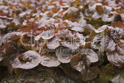 Oak Leaf Lettuce