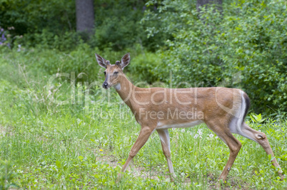 White-tailed deer