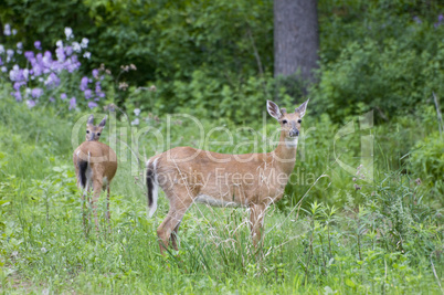 White-tailed deer