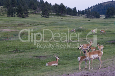 Pronghorn antelope