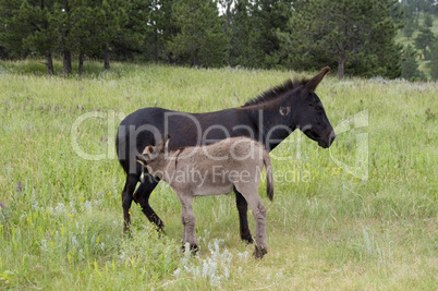 Wild burro feeding from the mother