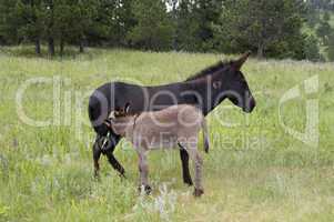Wild burro feeding from the mother