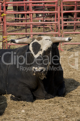 Rodeo bull