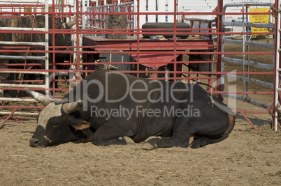 Rodeo bull taking a nap