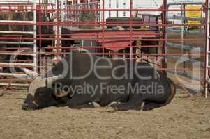 Rodeo bull taking a nap