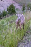 Rocky Mountain Bighorn sheep.