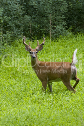 White-tailed deer