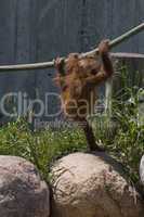 Baby male Sumatran orangutan