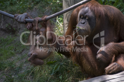 Baby male Sumatran orangutan