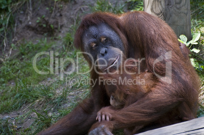 Baby male Sumatran orangutan
