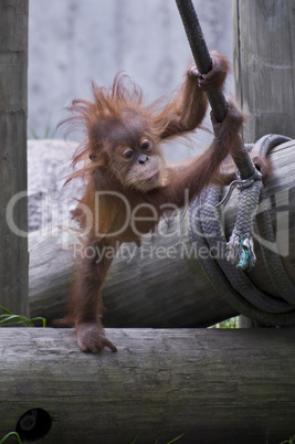 Baby male Sumatran orangutan