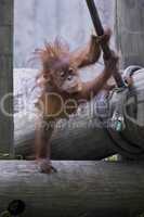 Baby male Sumatran orangutan