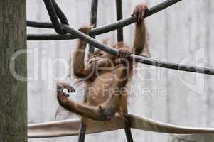 Baby male Sumatran orangutan