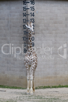 Reticulated Giraffe