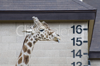 Reticulated Giraffe