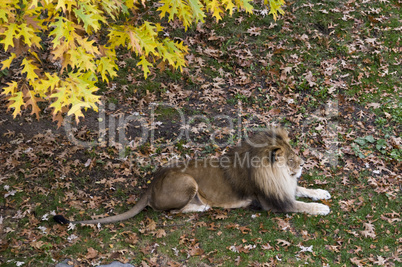 African lion