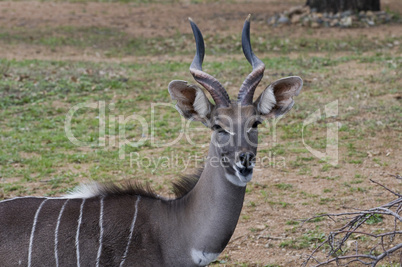 Lesser Kudu