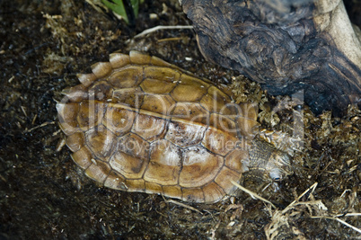 Vietnamese black breasted leaf turt