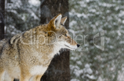 Coyote during a winter snowfall