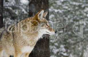 Coyote during a winter snowfall