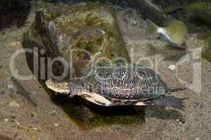 Blanding's turtle