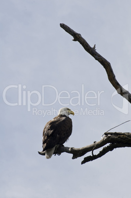 Bald eagle