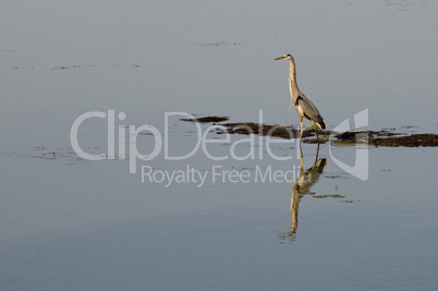 Great blue heron