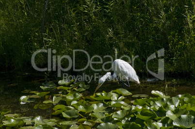 Great egret