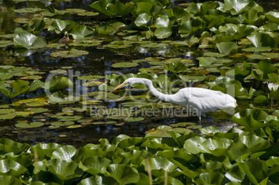 Great egret