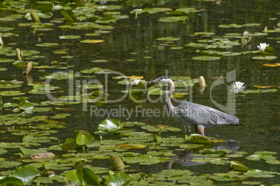 Great blue heron