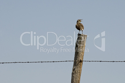 Western meadowlark