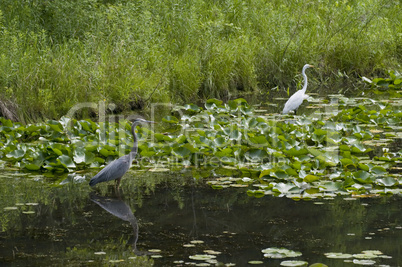 Great blue heron and Great egret