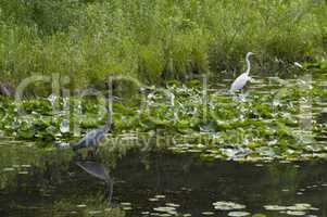 Great blue heron and Great egret