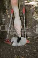 Chilean flamingo with chick