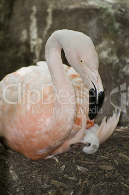 Chilean flamingo with chick