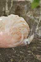 Chilean flamingo with chick