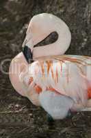Chilean flamingo with chick