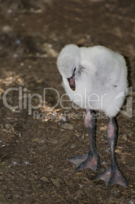 Chilean flamingo chick