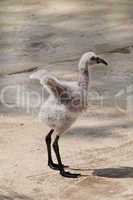 Chilean flamingo chick