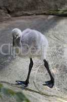 Chilean flamingo chick